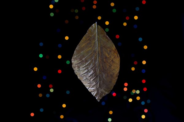 Dry leaf on a bokeh lighton a dark background