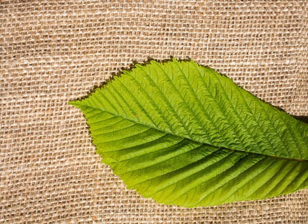 Green leaves placed on linen canvas