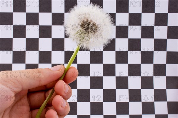 White Dandelion flower on checked background