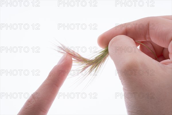 Hand holding a wheat on a white background