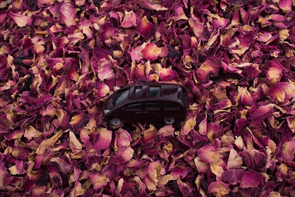 Toy car placed on a background of dried rose petals