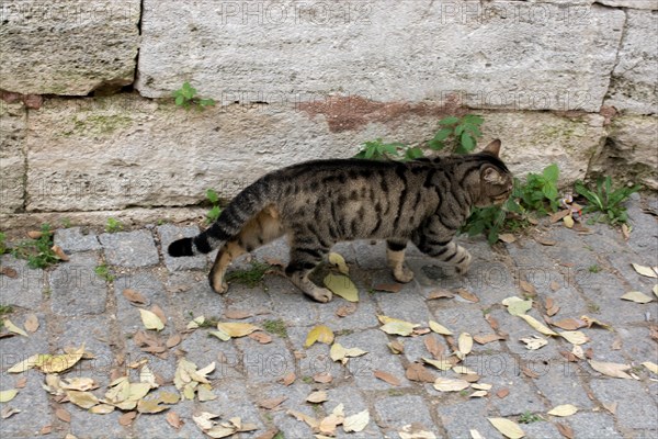 Stray cat seen in the street of the city
