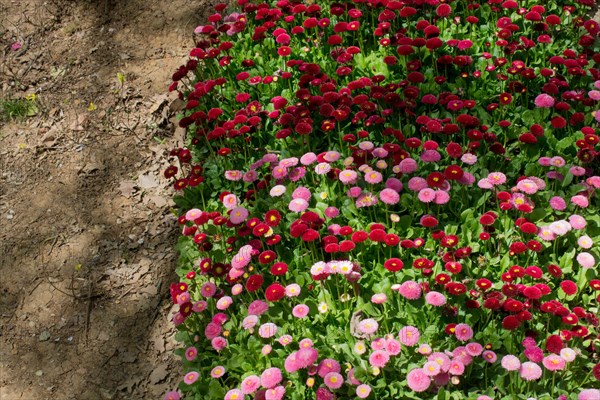 Beautiful and colorful wild flowers in nature in the spring time