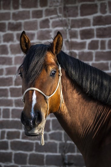 Portrait of a beautiful bay warmblood horse in front of a stonewall at golden hour. Sunspots on head and neck