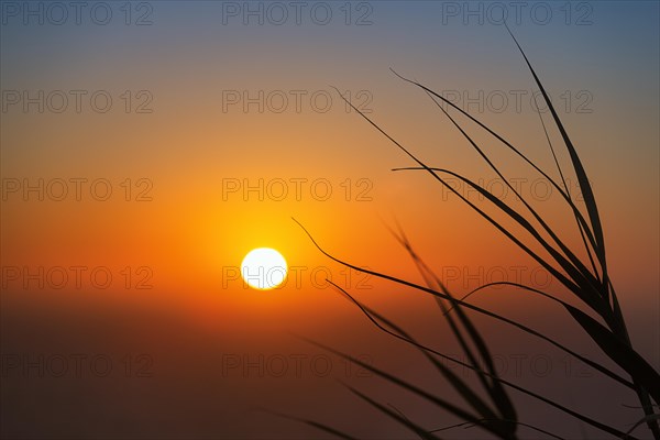 Sunset behind leaves