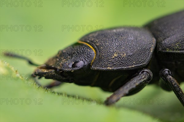 Lesser stag beetle