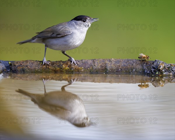 Blackcap