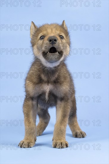 European gray wolf