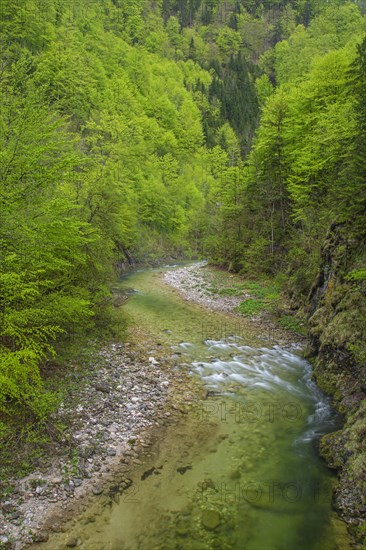 Mountain stream in the UNESCO World Heritage Beech Forest in the Limestone Alps National Park