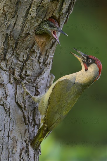 European green woodpecker