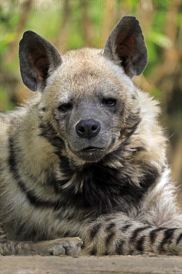 Striped hyena