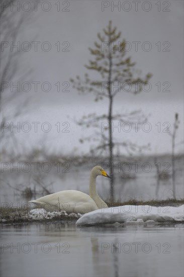 Whooper Swan