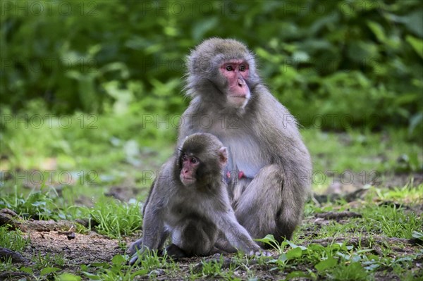 Japanese macaque