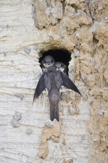 Sand martins