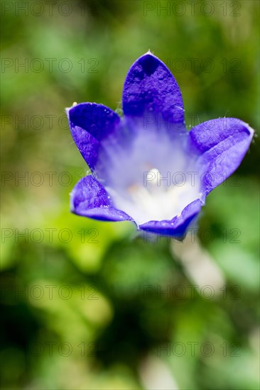 Beautiful Bellflower flowers in nature background