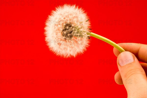 Hand holding a White Dandelion flower on a red background