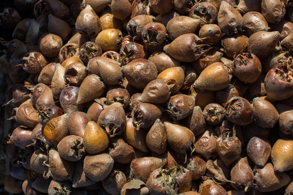 Freshly picked up ripe medlar