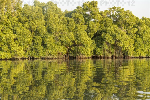 Mangroves on a branch of the Gambia River near Bintang