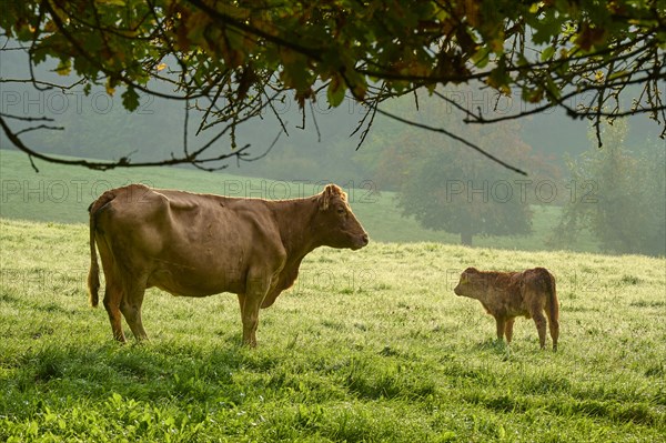 Cow