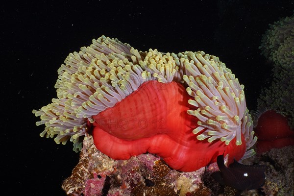 Red splendour anemone