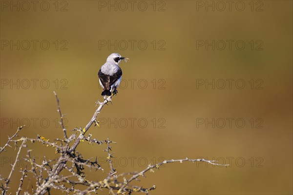 Northern wheatear