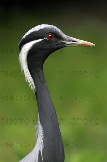 Demoiselle crane