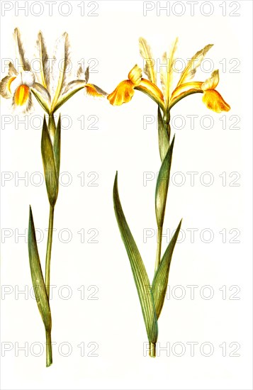 Spanish iris