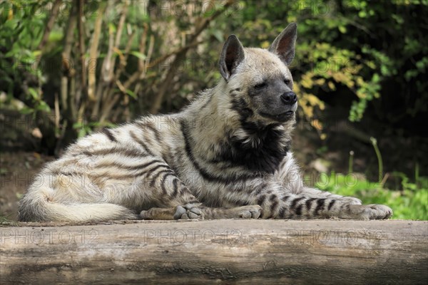 Striped hyena