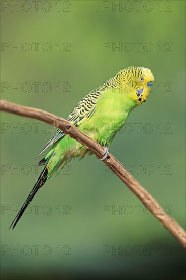 Budgie