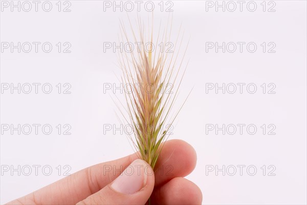 Hand holding a wheat on a white background