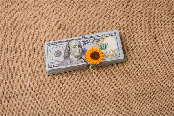 Fake flower placed on the banknote bundle of US dollar