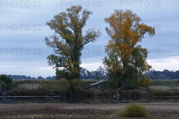 Autumn in the floodplain