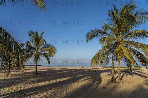 Coconut trees on the beach of Cape Point