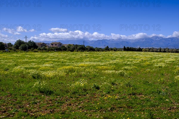 Flowering fields