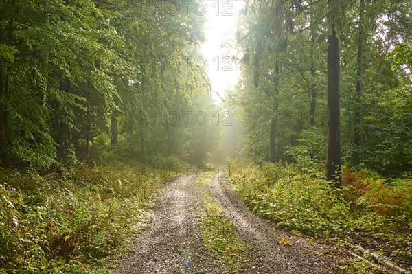 Forest path