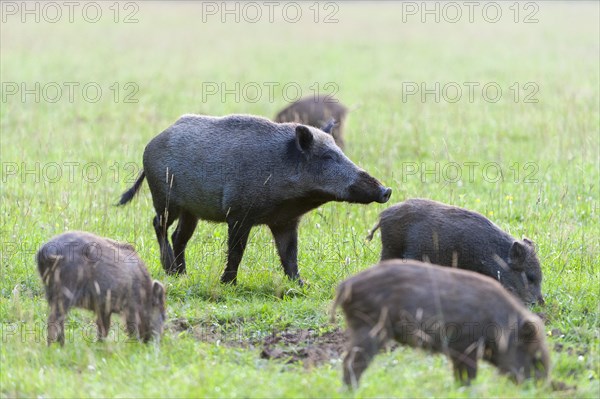 Wild boar