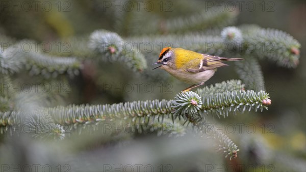 Summer Goldcrest