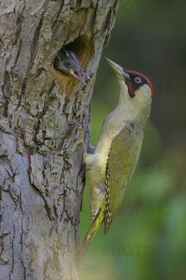 European green woodpecker