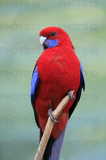 Crimson rosella