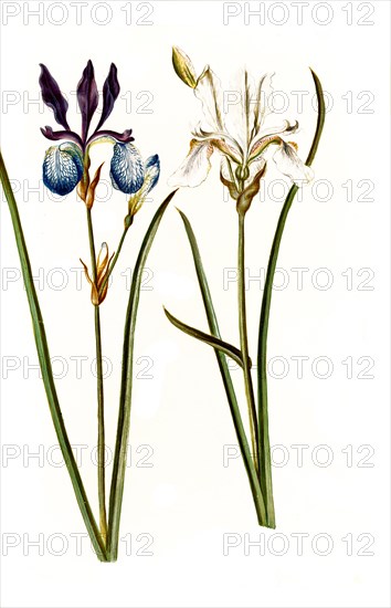 Siberian iris