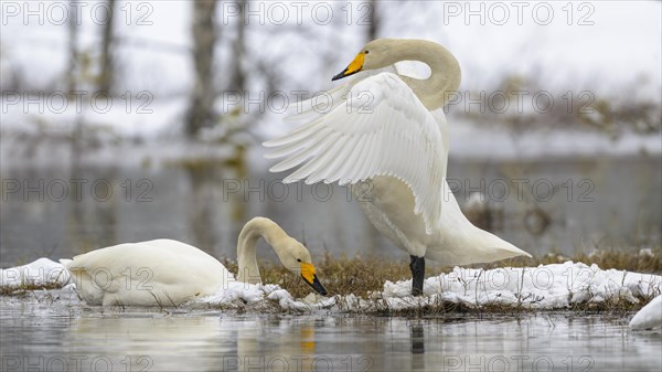 Whooper Swan