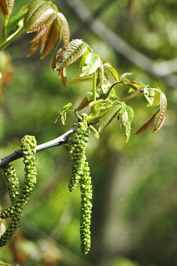 Persian walnut