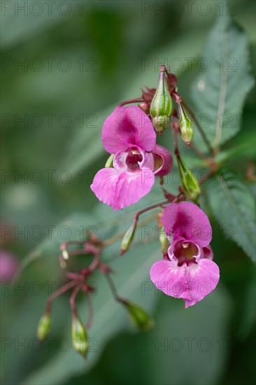 Himalayan balsam