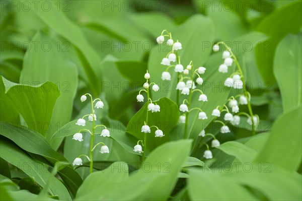 Lily of the valley