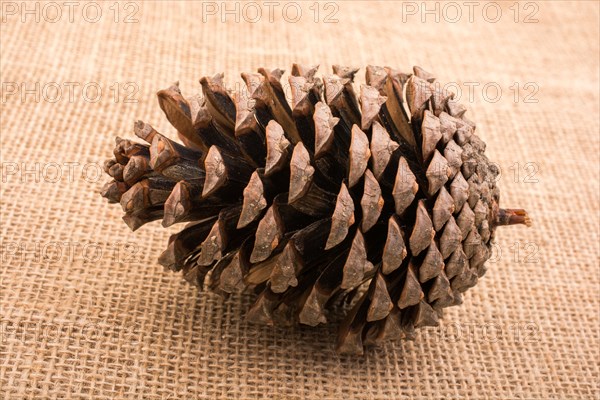 Pine cone on a linen canvas background