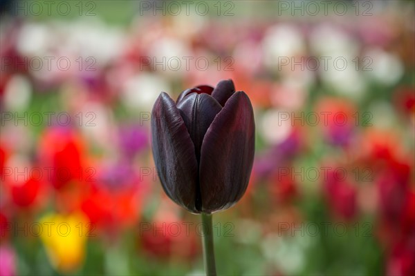 Outstanding colorful tulip flower bloom in the spring garden