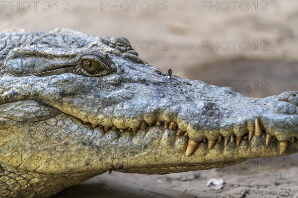 Nile crocodile in the sacred crocodile pool of Kachikally