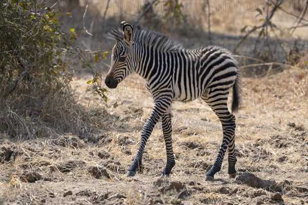 Plains Zebra of the subspecies crawshay's zebra