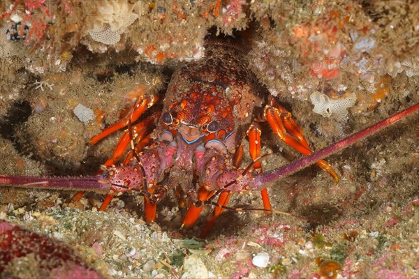 Comb crayfish