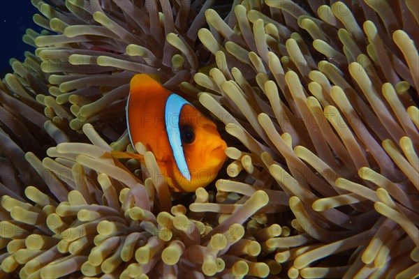 Red sea clownfish